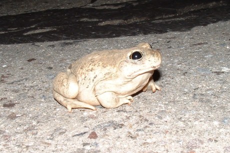 great basin spadefoot toad, Deep Creek Mtns