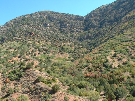 habitat of yellowbelly racer's shed skin, San Pitch Mtns