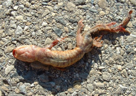 tiger salamander, dead, ventral, Wasatch Mtns