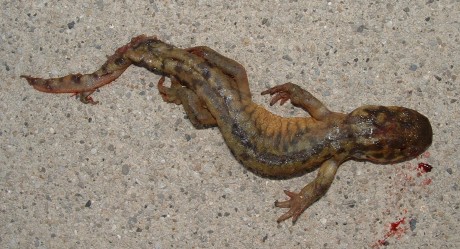 tiger salamander, dead, dorsal, Wasatch Mtns