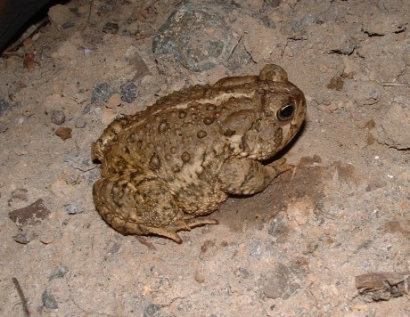 woodhouse's toad, North Sevier Plateau foothills