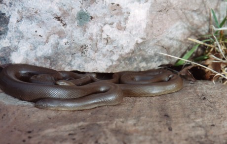 rubber boas, adult males basking, Wasatch Mtns