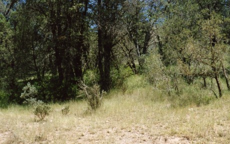 habitat of arizona mountain kingsnake, along road, Patagonia Mtns