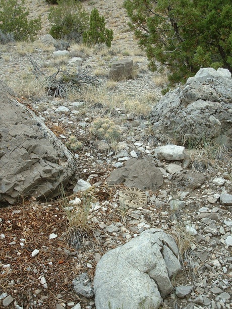 late July 2013, great basin rattler male (a), Confusions
