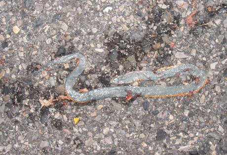 late Sept 2013, regal ring-necked snake (a), Oquirrh foothills
